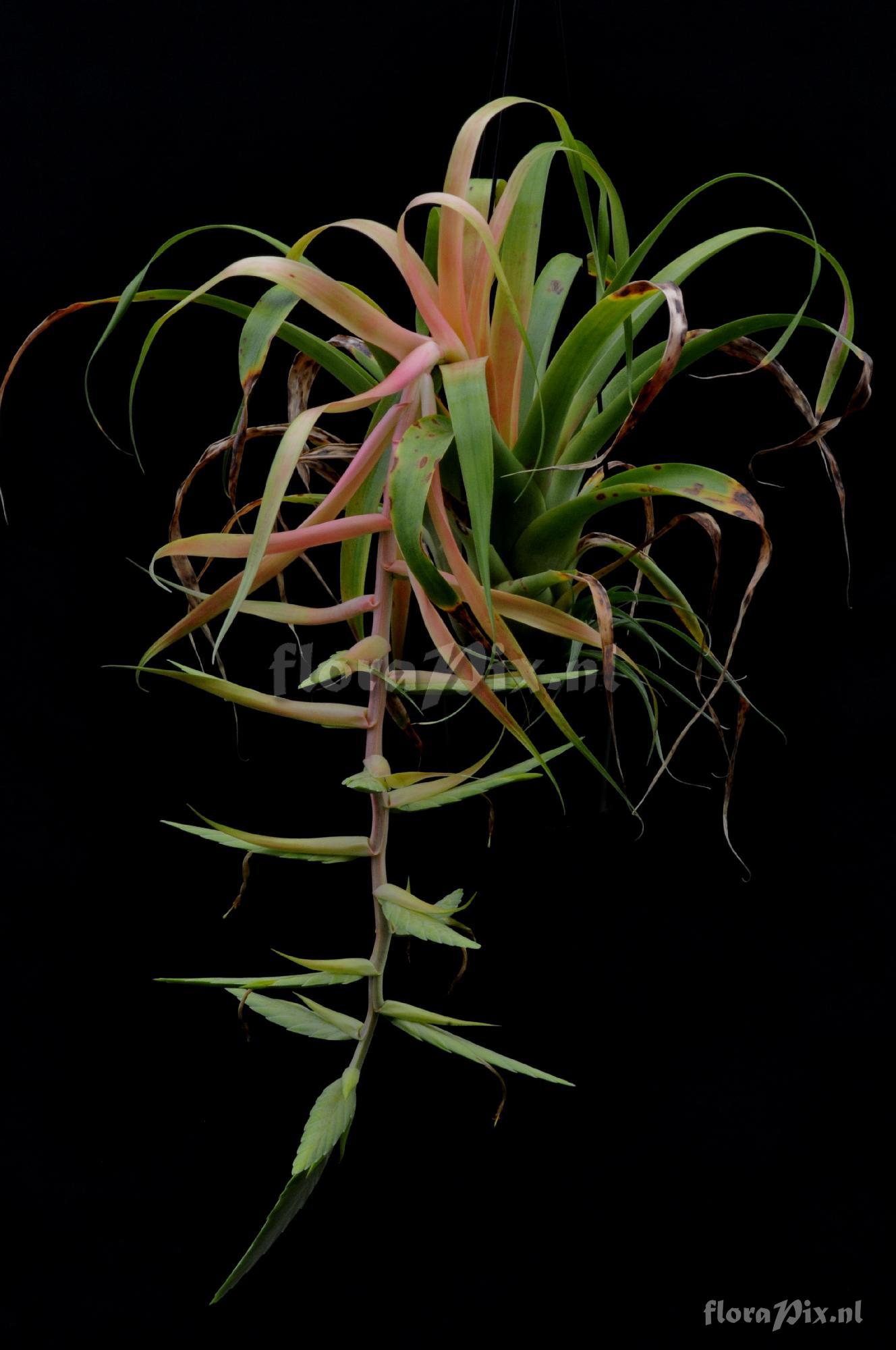 Tillandsia hromadnikiana