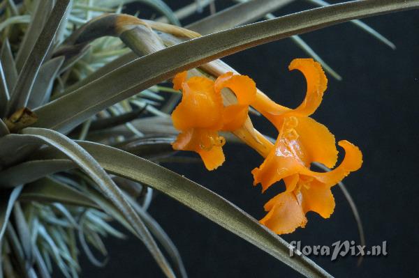 Tillandsia erici