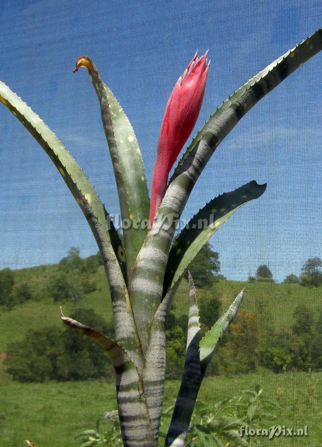 Billbergia 