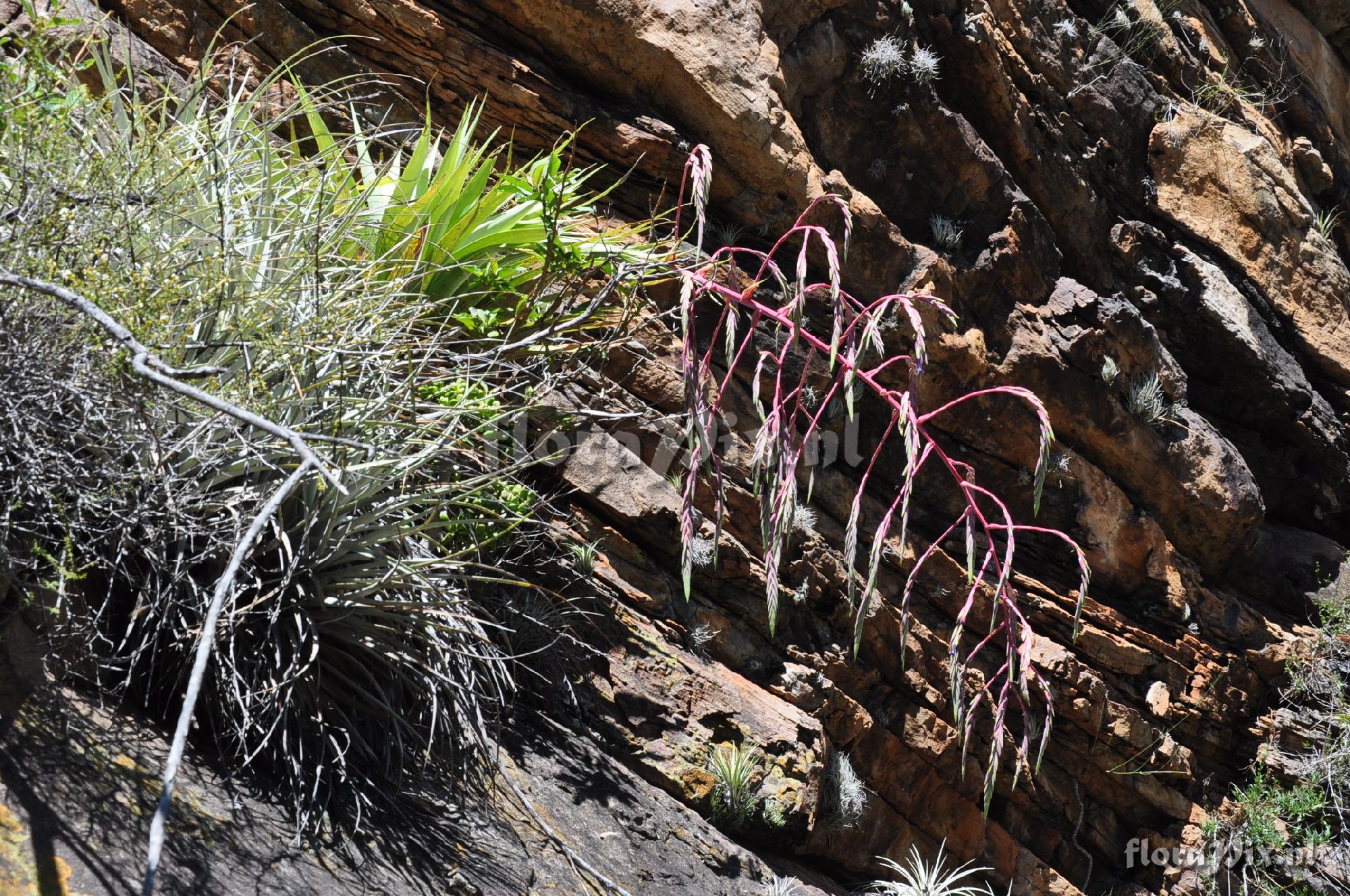 Tillandsia ferreyrae