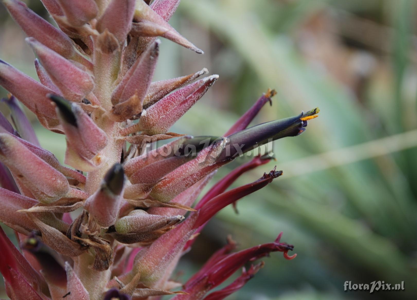 Puya cf. meziana