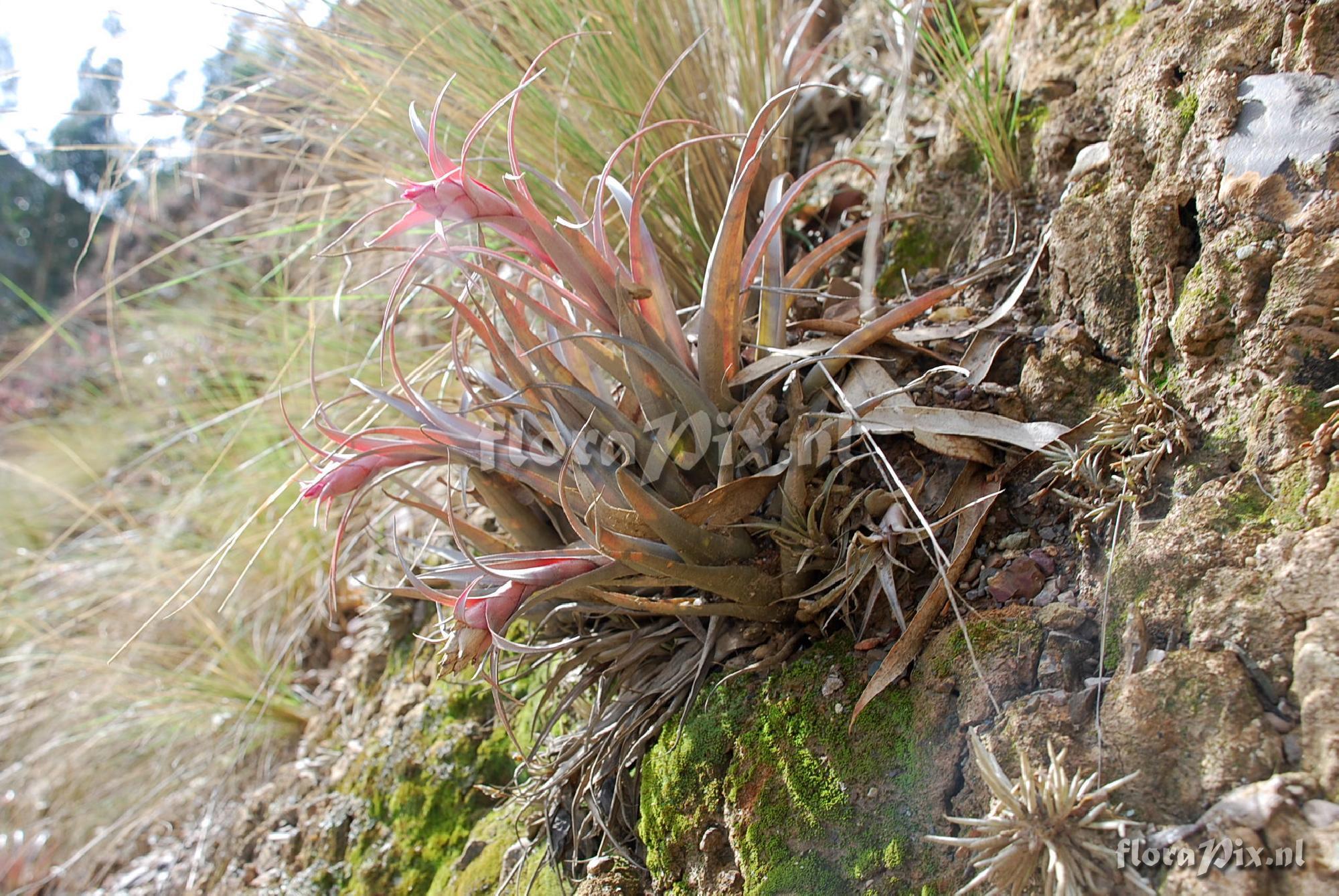 Tillandsia sphaerocephala