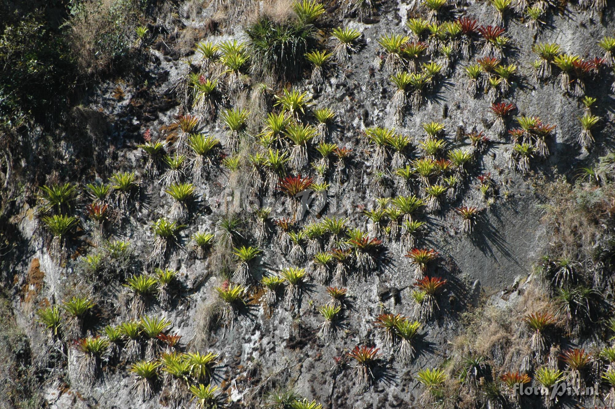 Tillandsia machupicchuensis