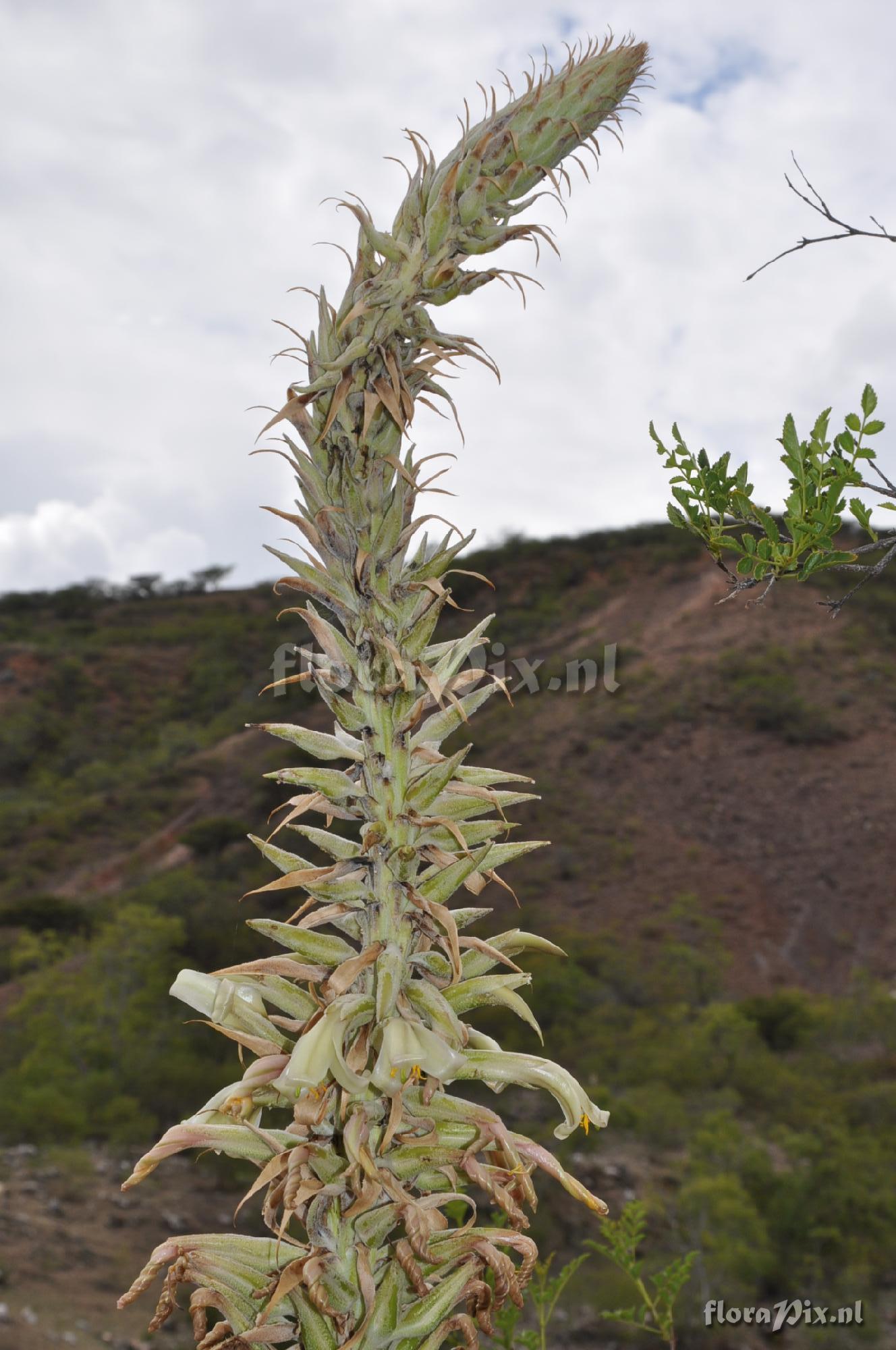 Puya spec.