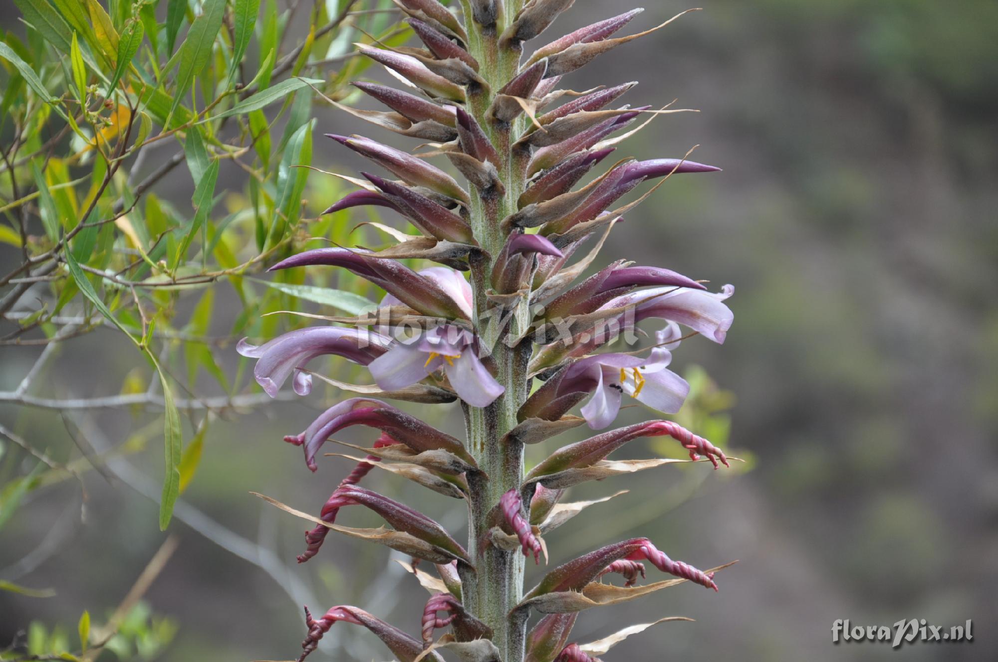 Puya spec.