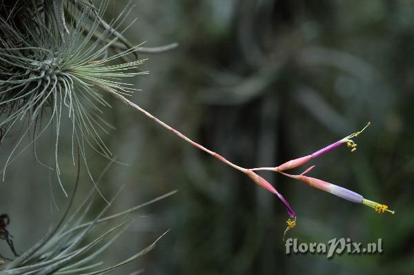 Tillandsia fuchsii