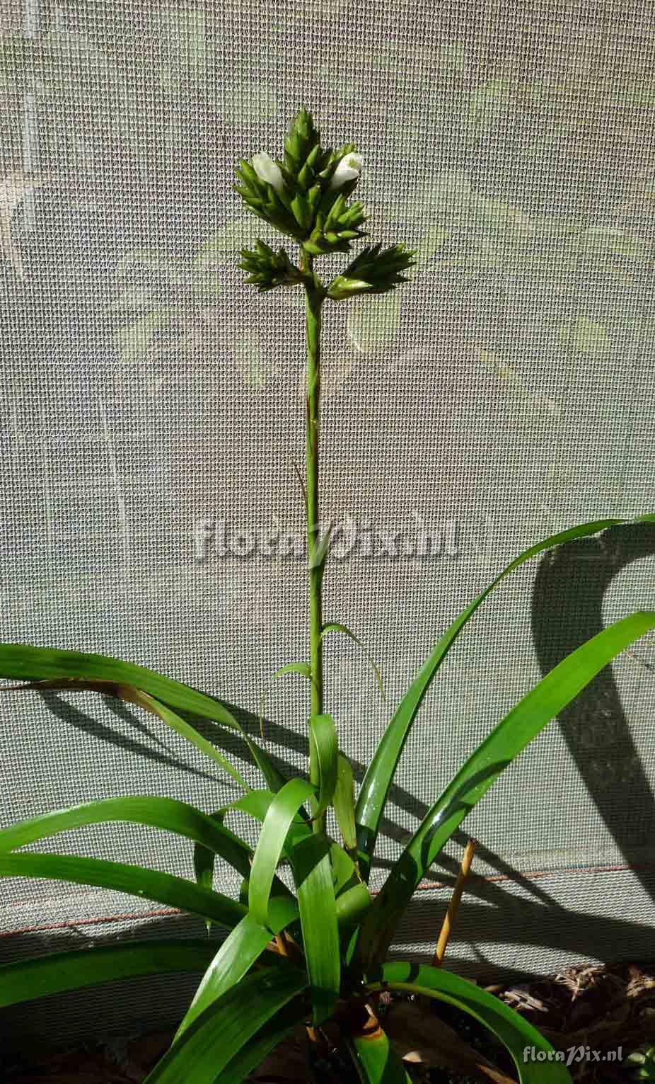 Guzmania sp