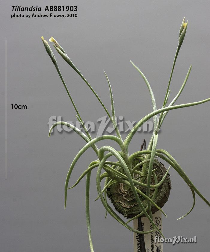 Tillandsia mandonii