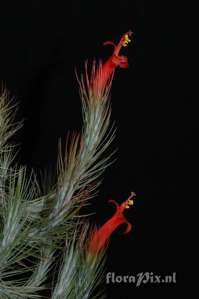 Tillandsia funciana