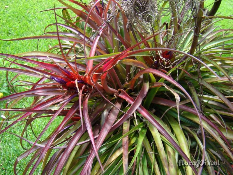 Tillandsia capitata x fasciculata