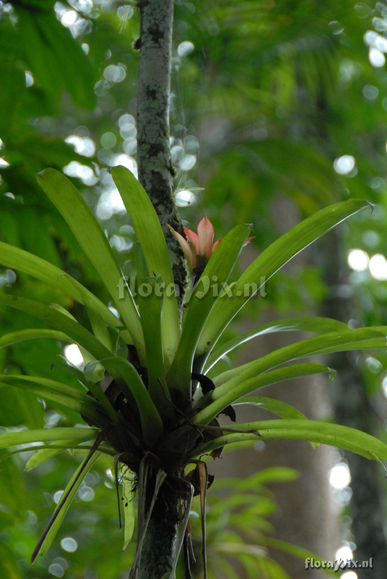 Guzmania lingulata