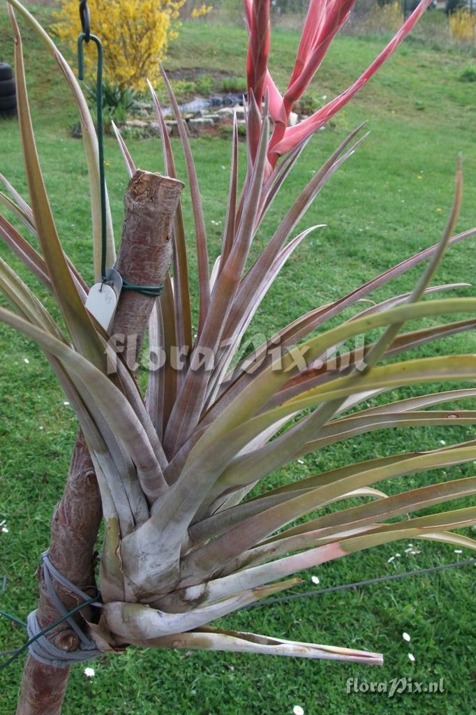 Tillandsia subteres