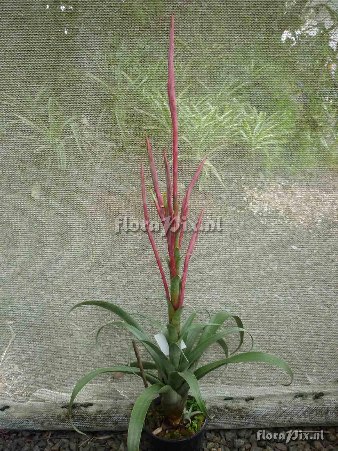 Tillandsia sp