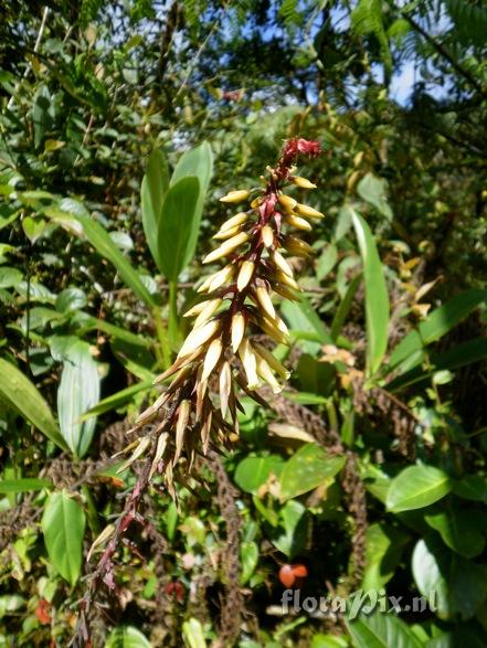 Pitcairnia bicolor?