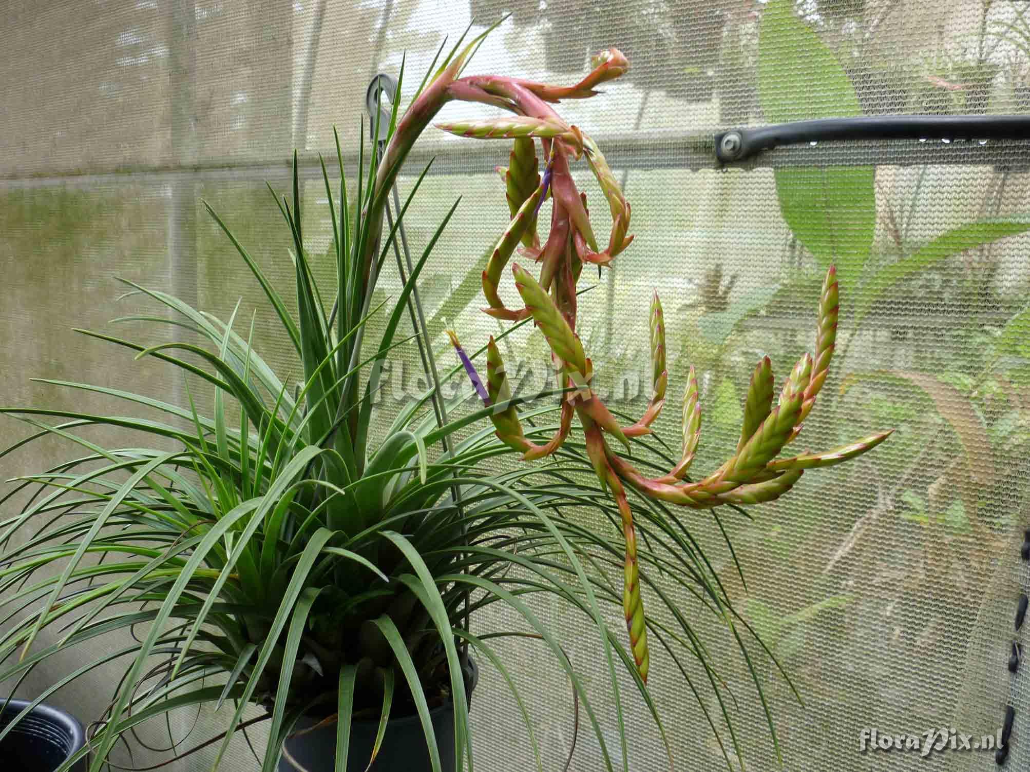 Tillandsia rodrigueziana