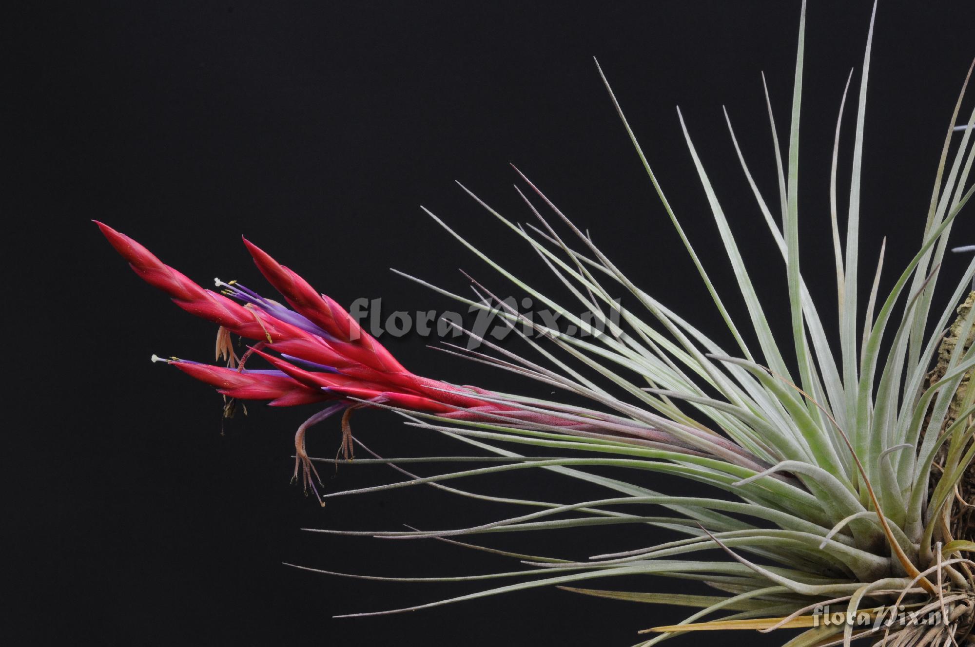 Tillandsia rangelensis