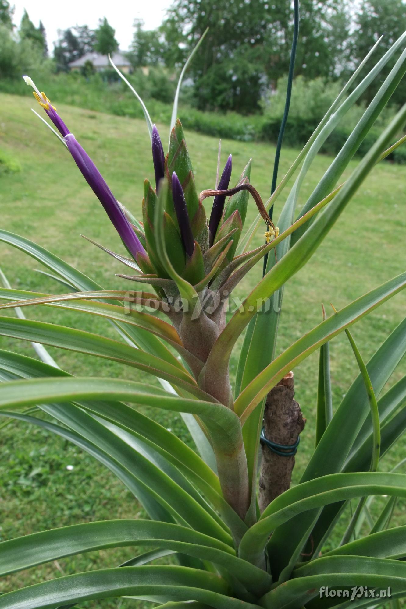 Tillandsia capitata x ? BOE00397