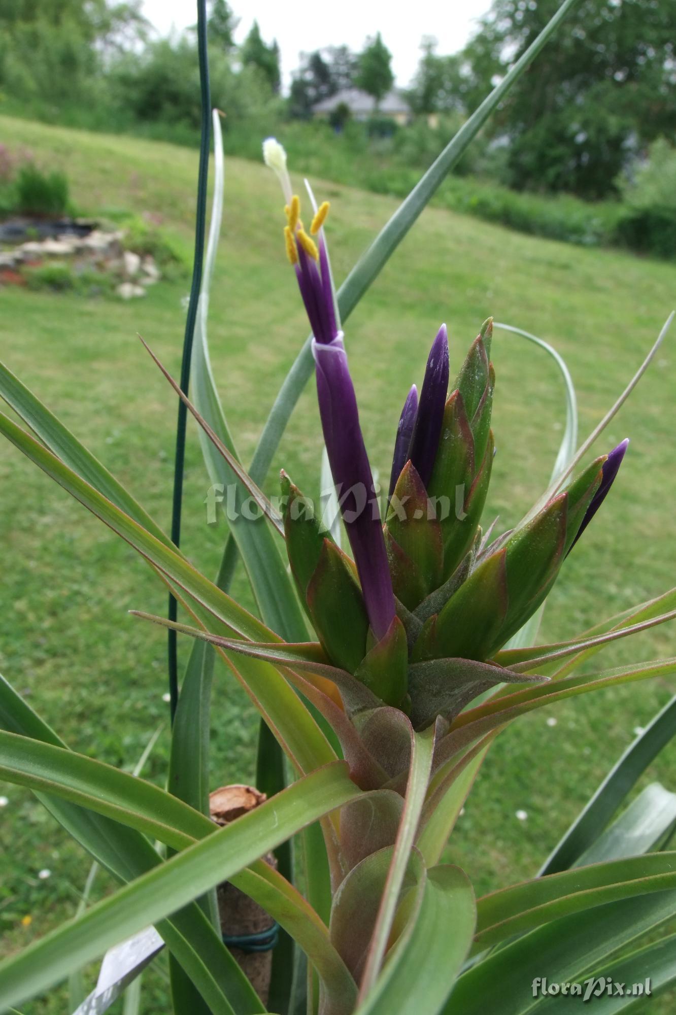 Tillandsia capitata x ? BOE00397