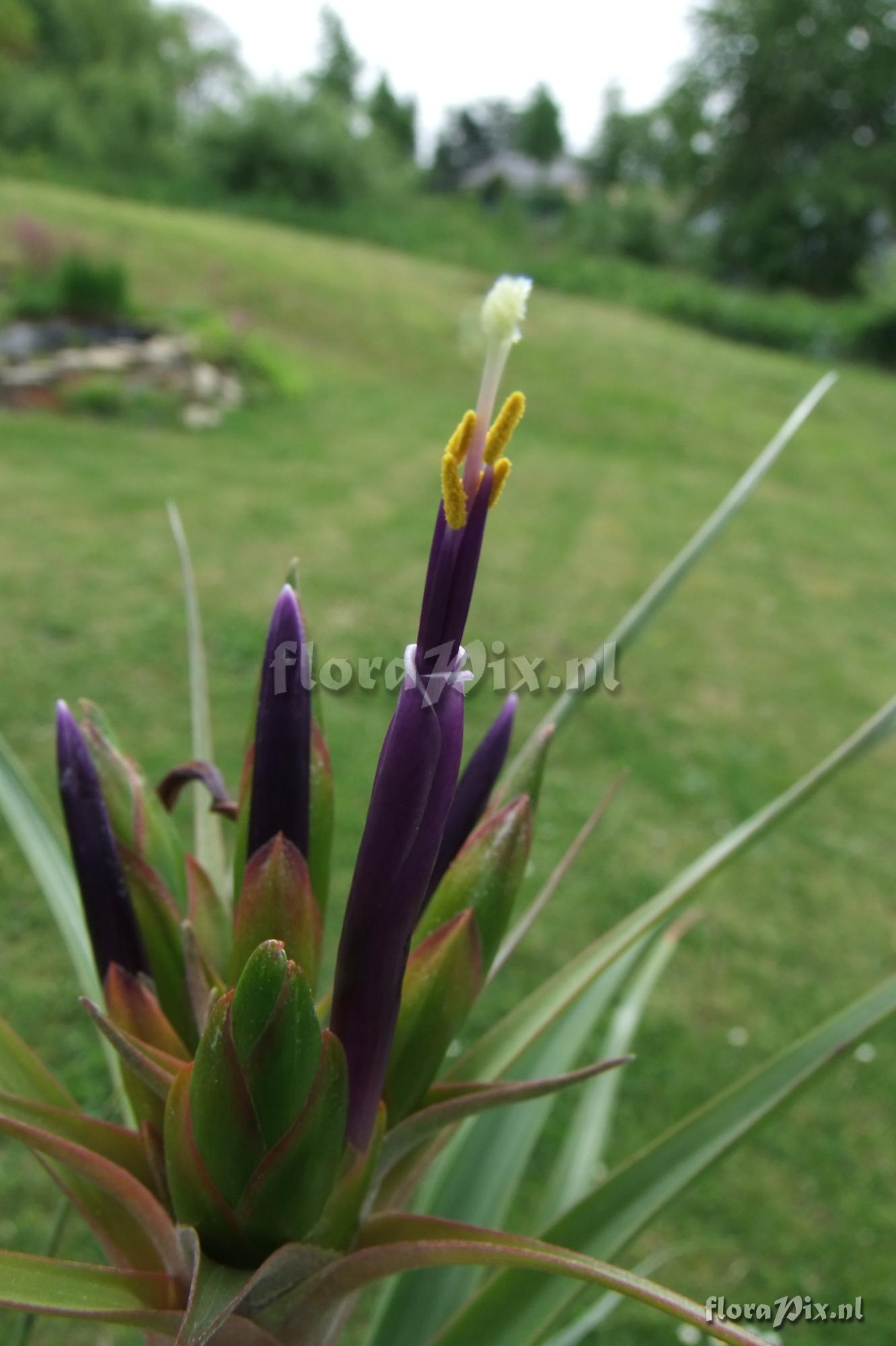 Tillandsia capitata x ? BOE00397