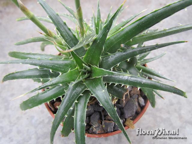 Dyckia species