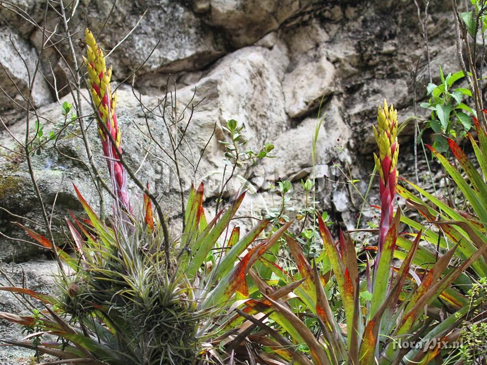Tillandsia sp