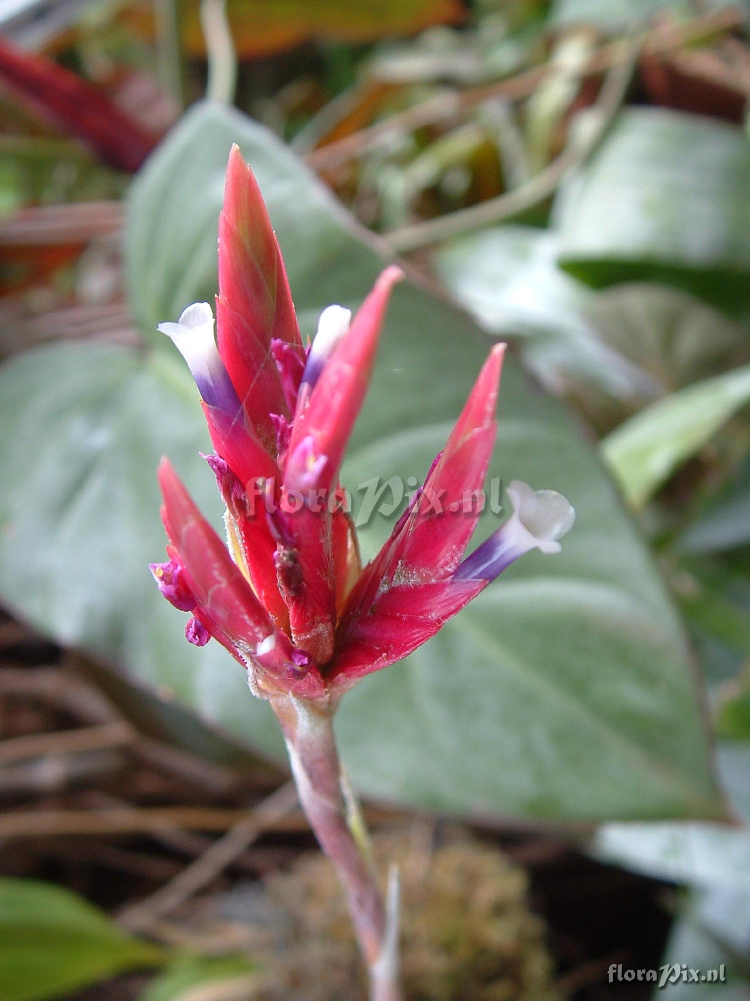 Tillandsia tectorum