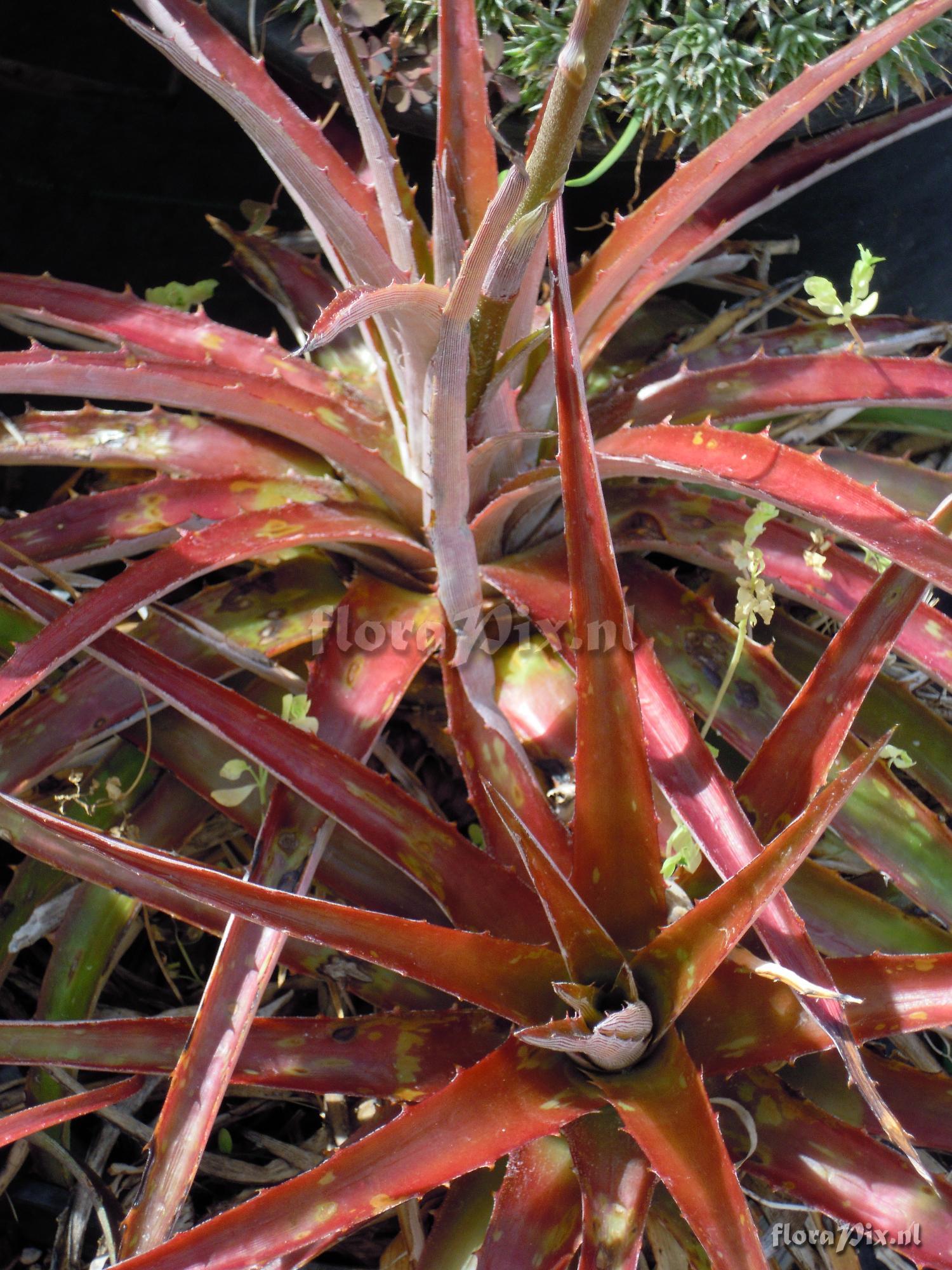 Dyckia sp