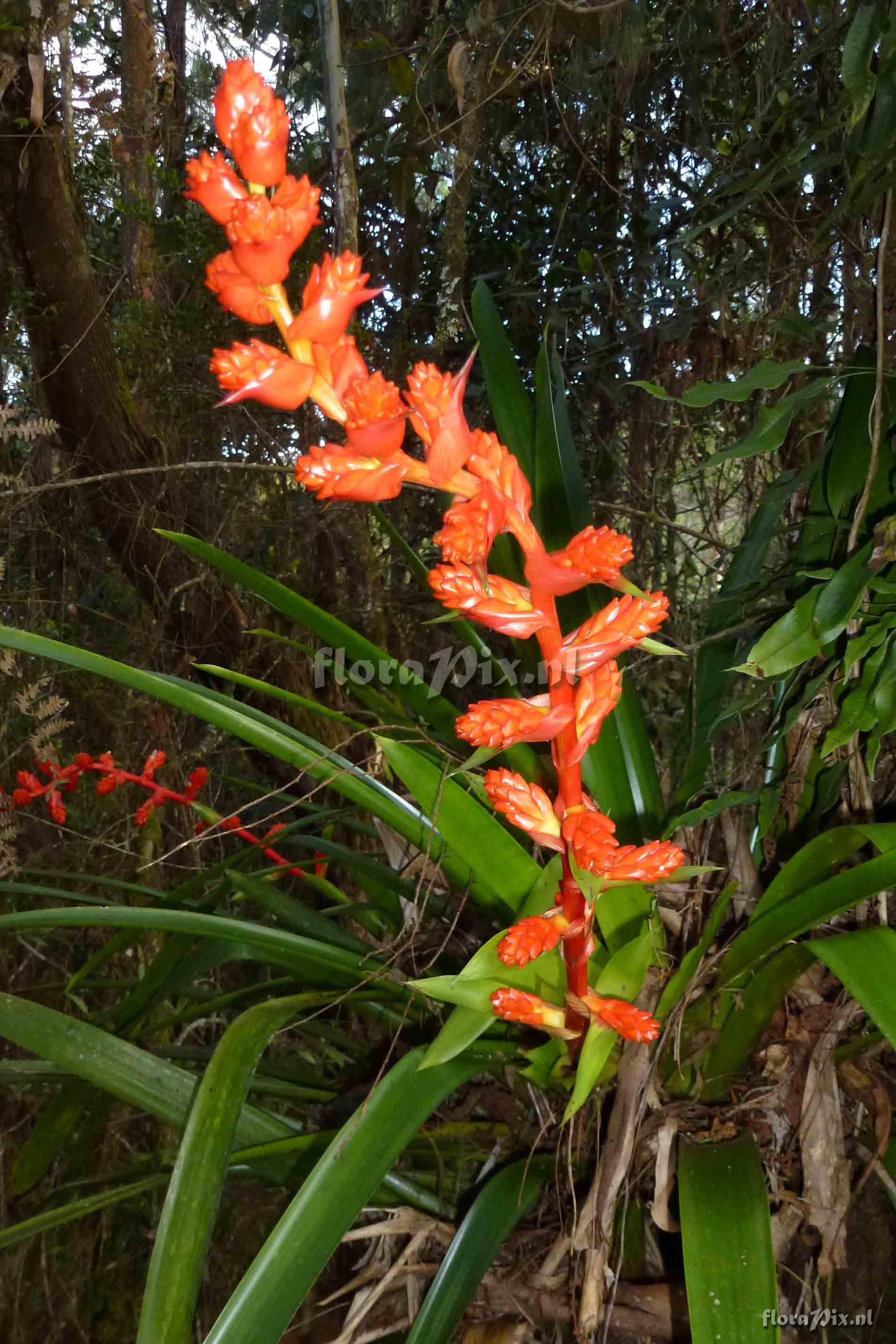 Guzmania multiflora ?