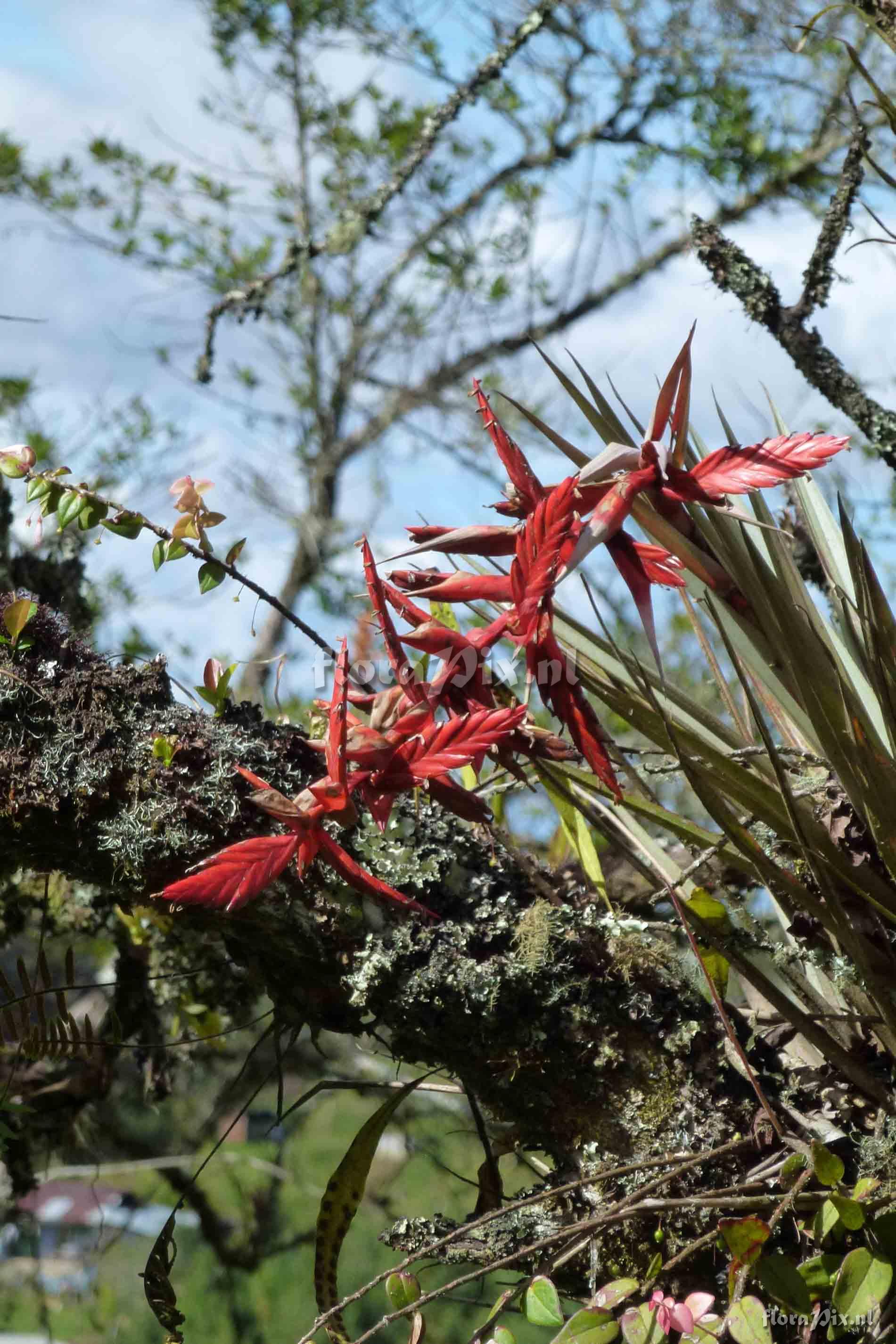 Tillandsia sp