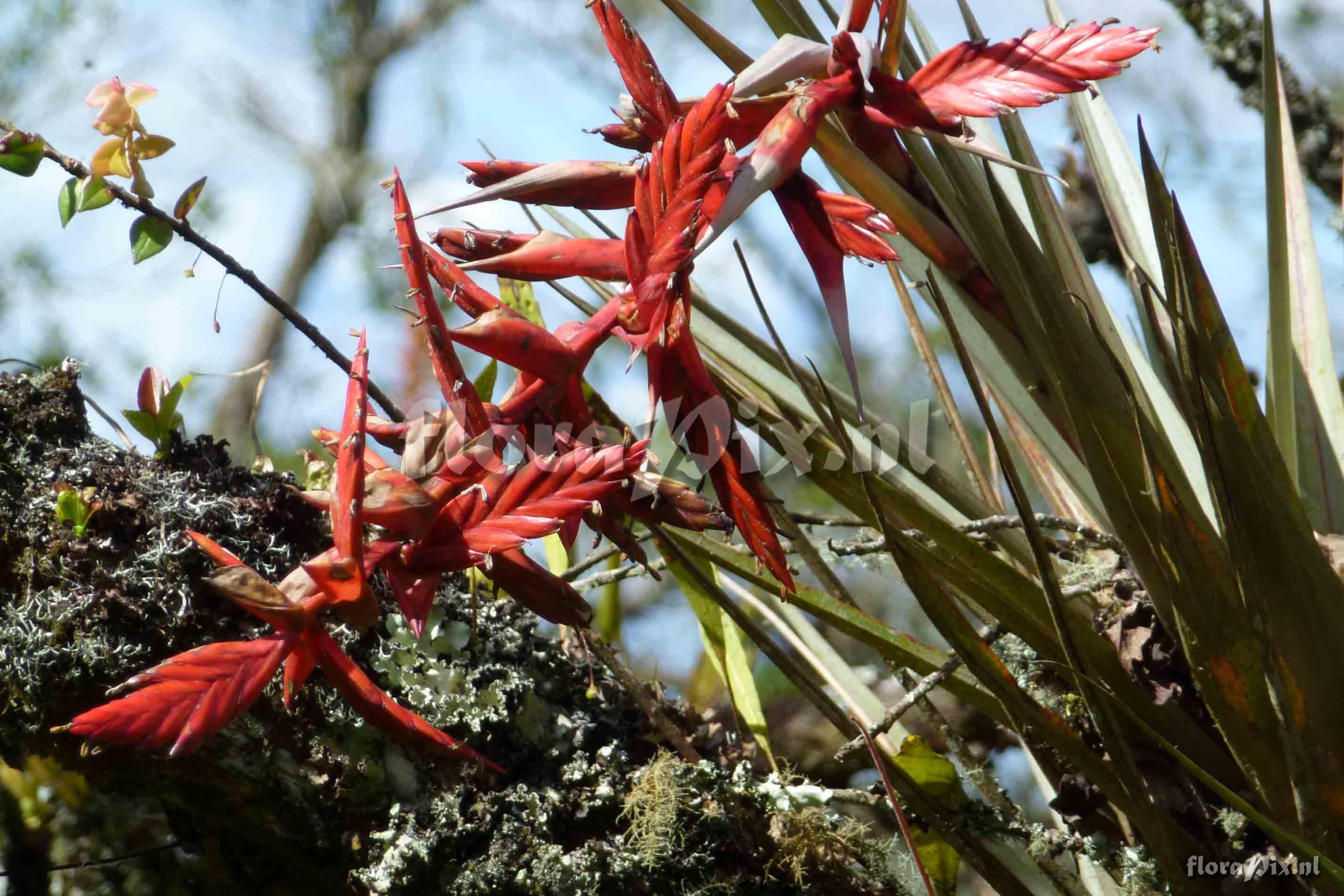 Tillandsia sp