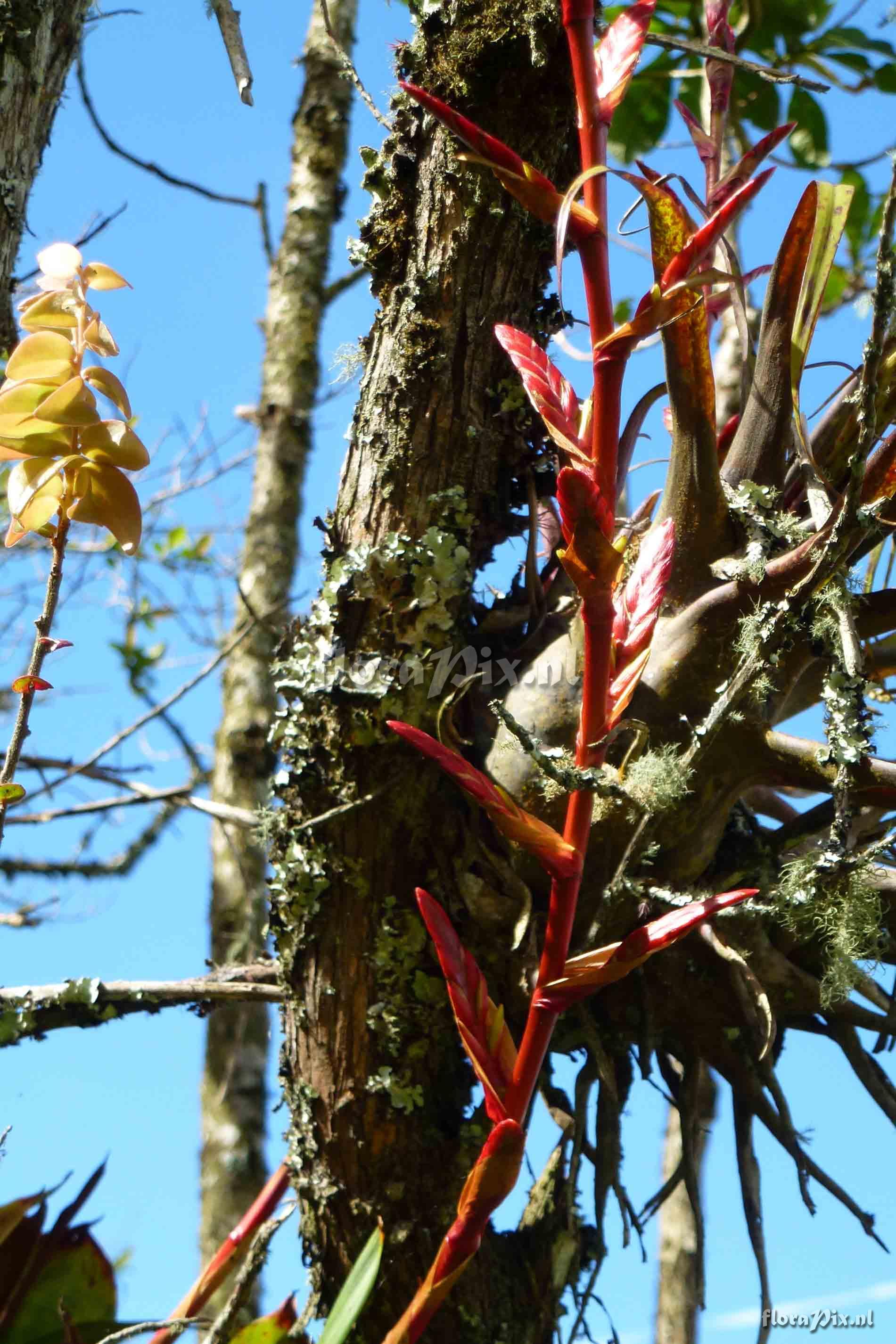Tillandsia sp