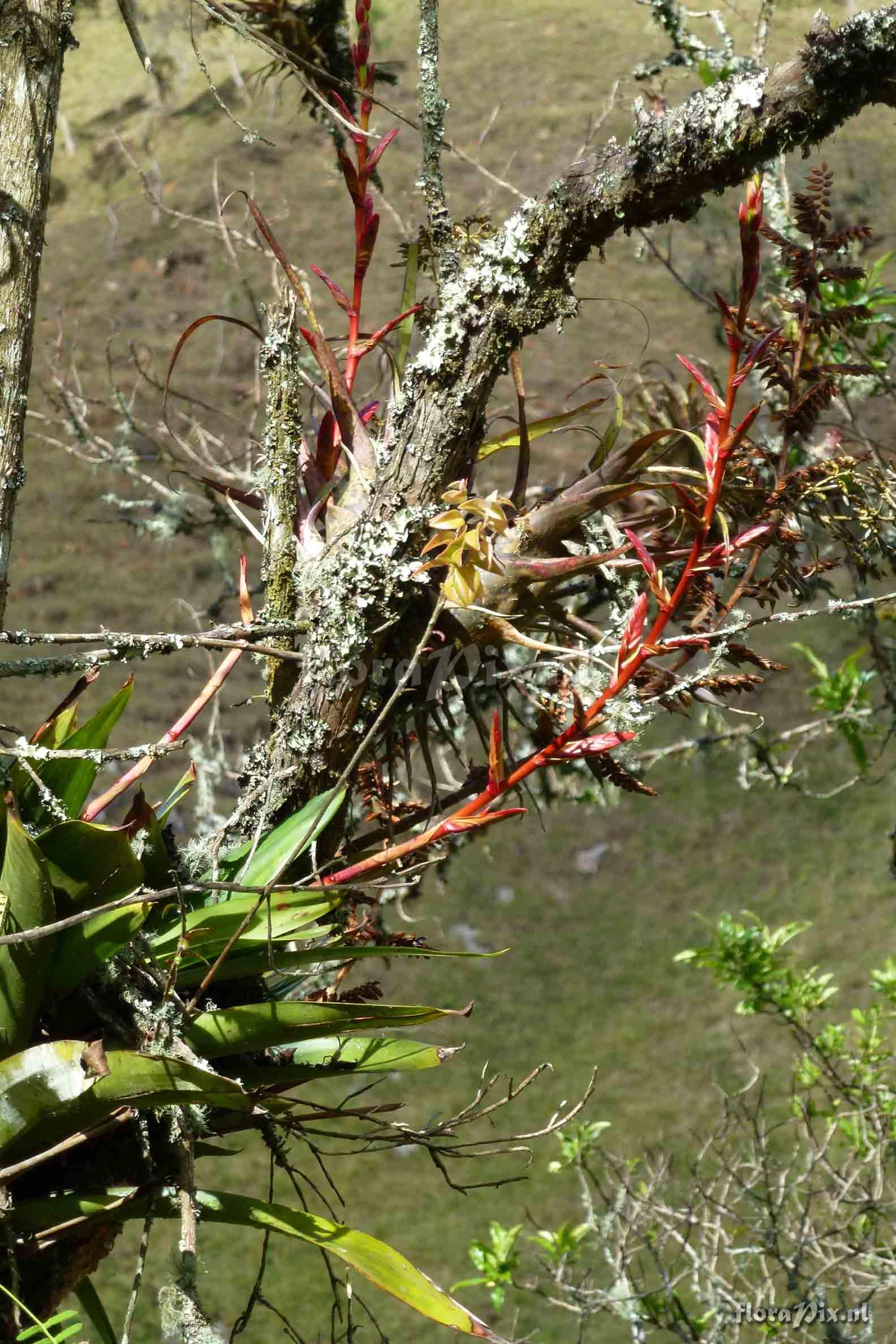Tillandsia sp