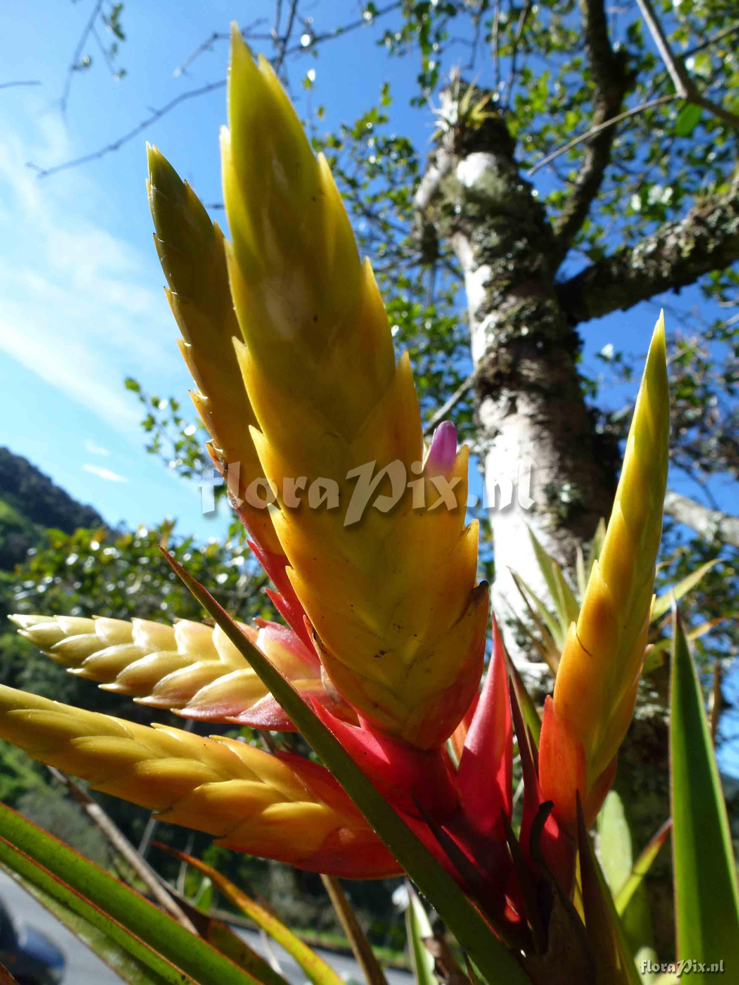 Tillandsia sp