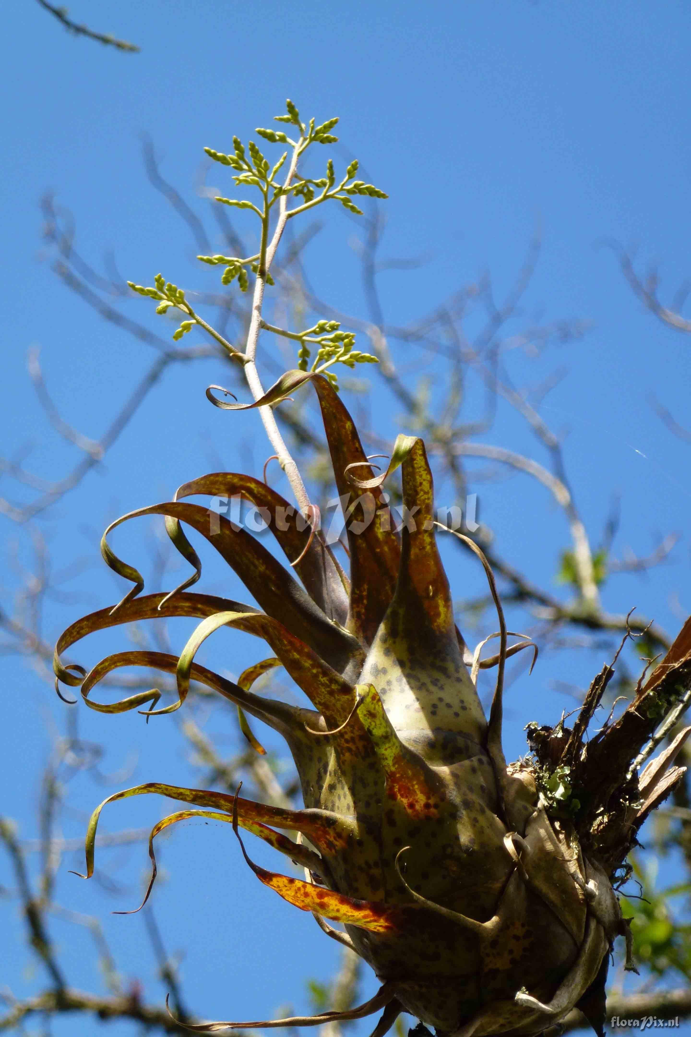 Racinaea sp