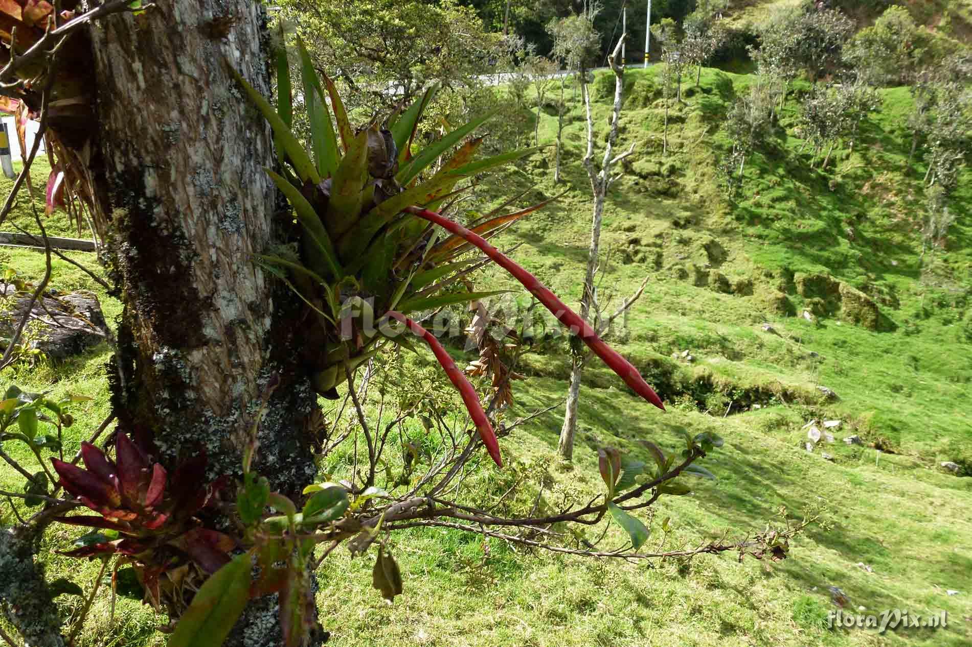 Tillandsia sp