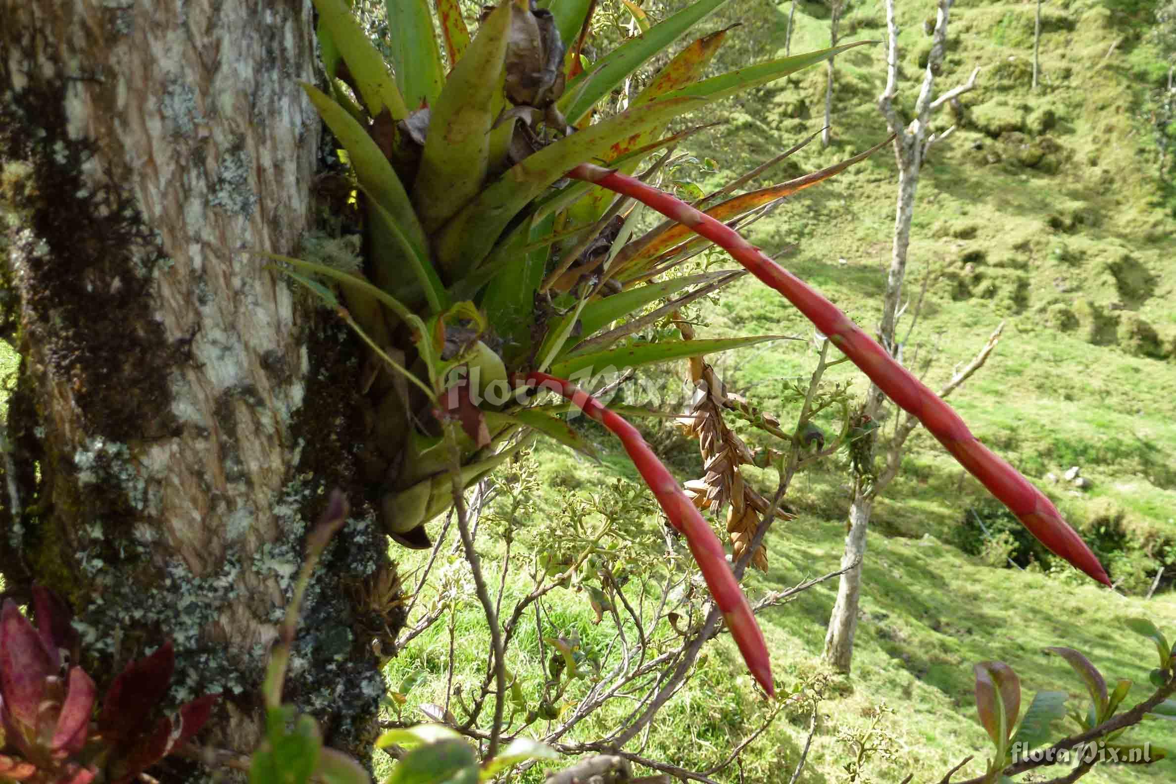 Tillandsia sp