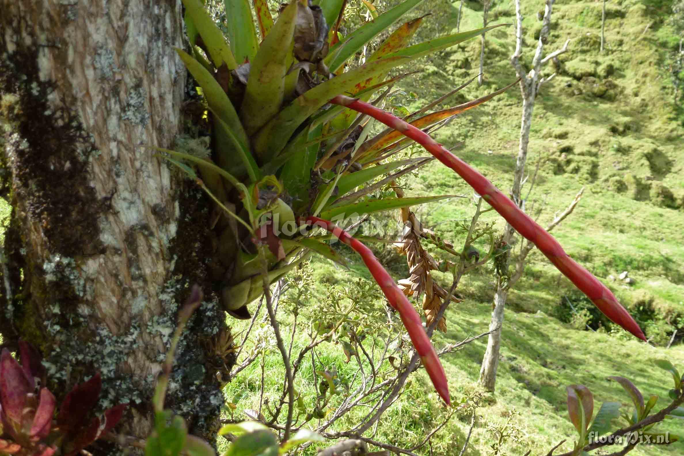 Tillandsia ?