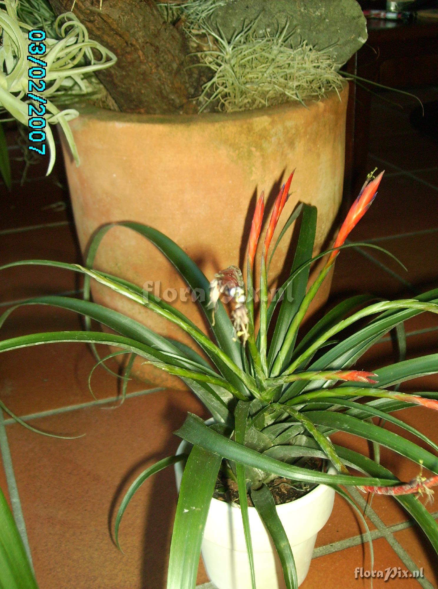 Tillandsia flabellata