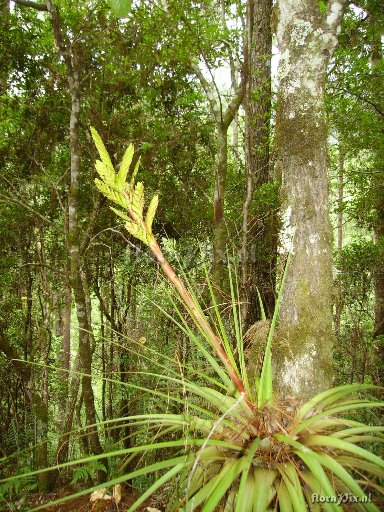 Tillandsia rodrigueziana