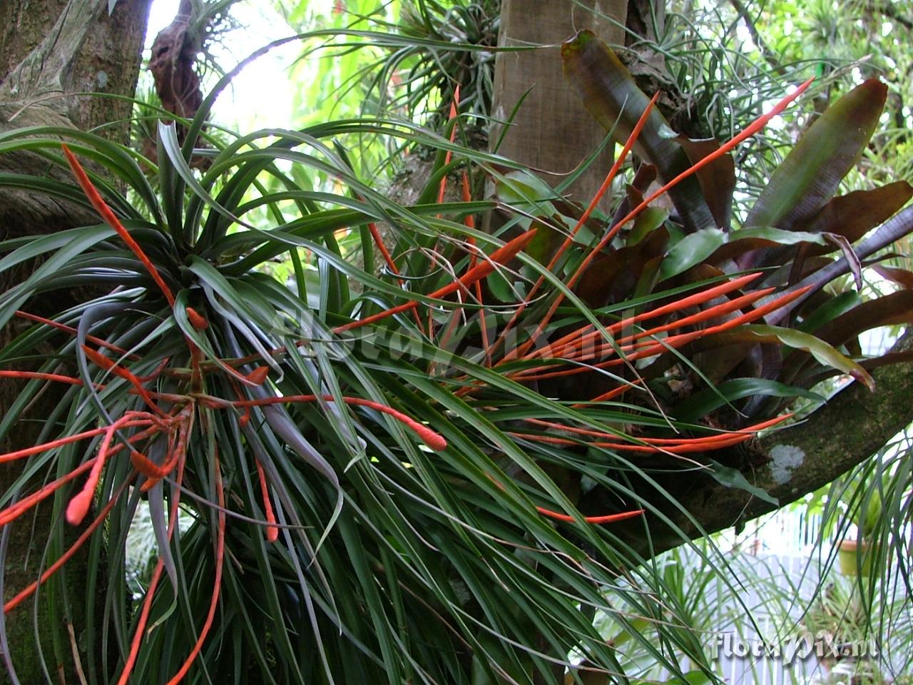 Tillandsia flabellata