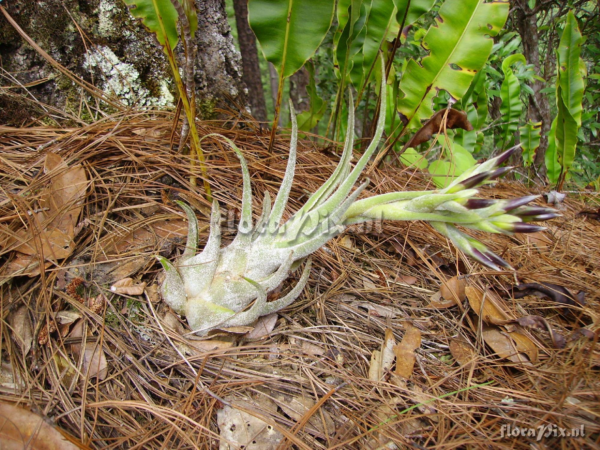 Tillandsia seleriana