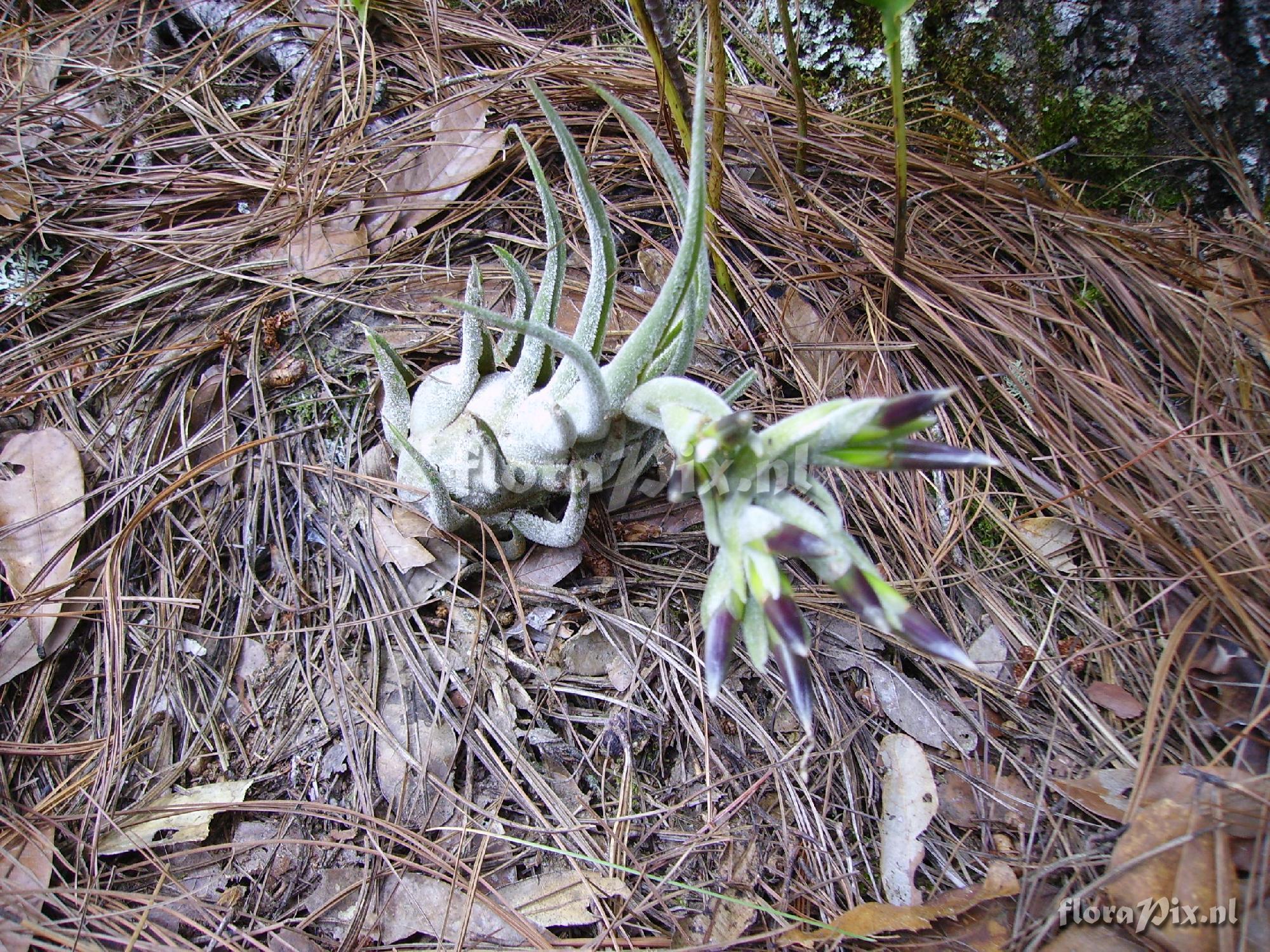 Tillandsia seleriana