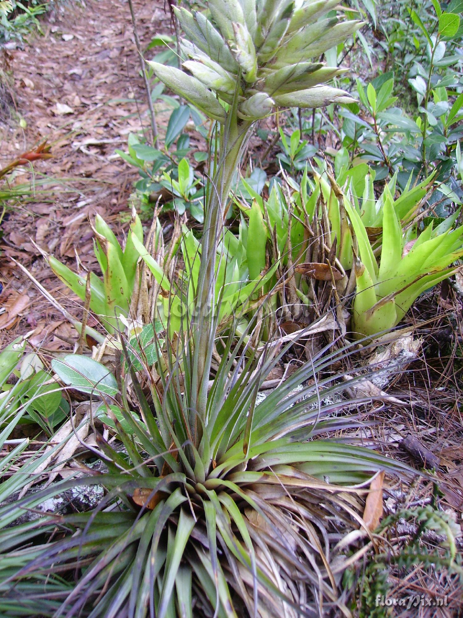 Tillandsia vicentina