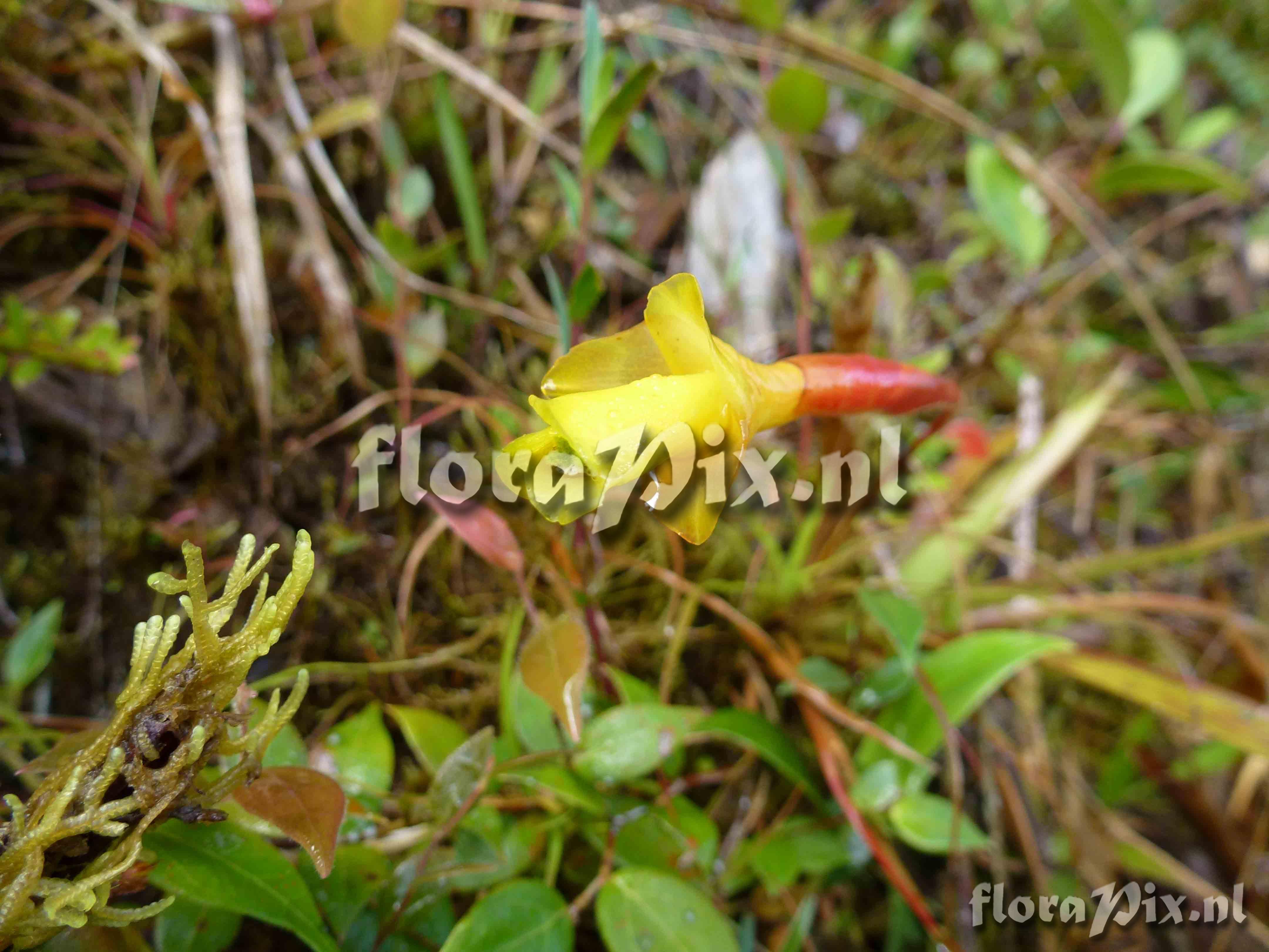 Guzmania oligantha