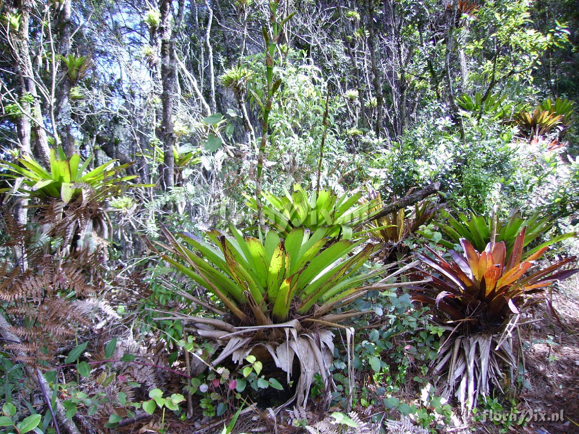 Werauhia werckleana