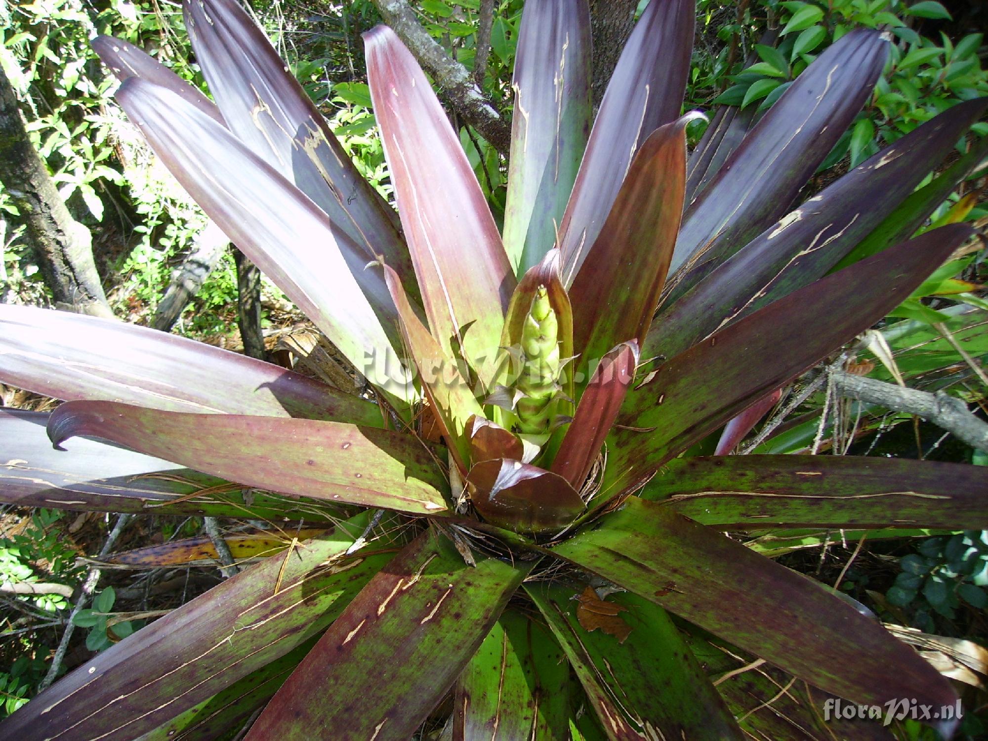 Werauhia werckleana