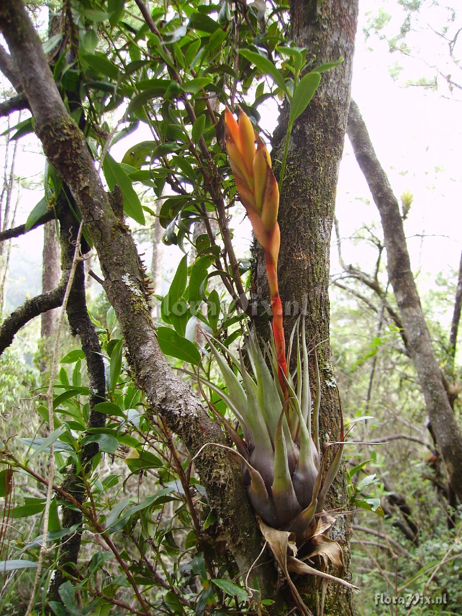 Tillandsia cryptopoda