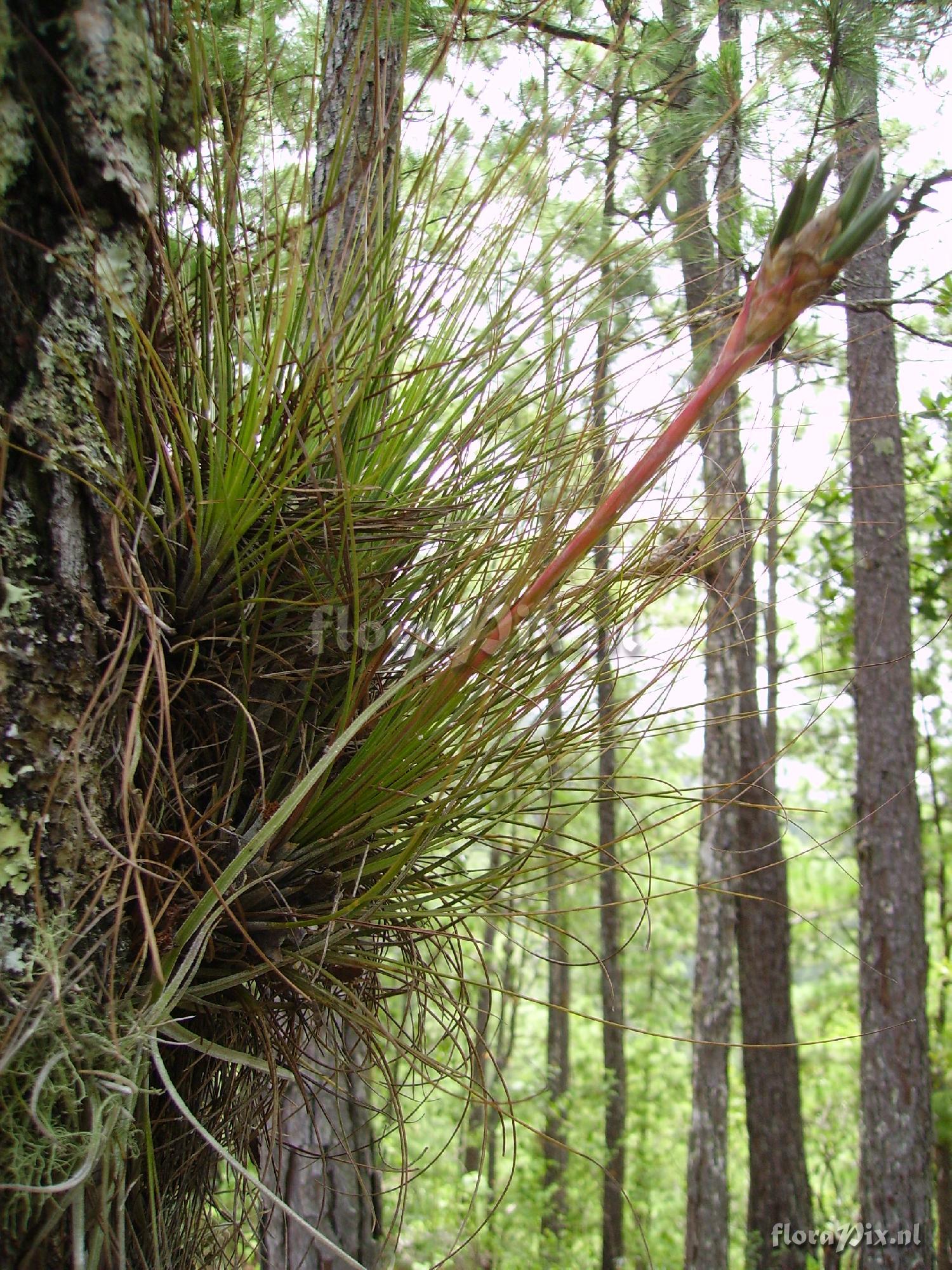 Tillandsia juncea