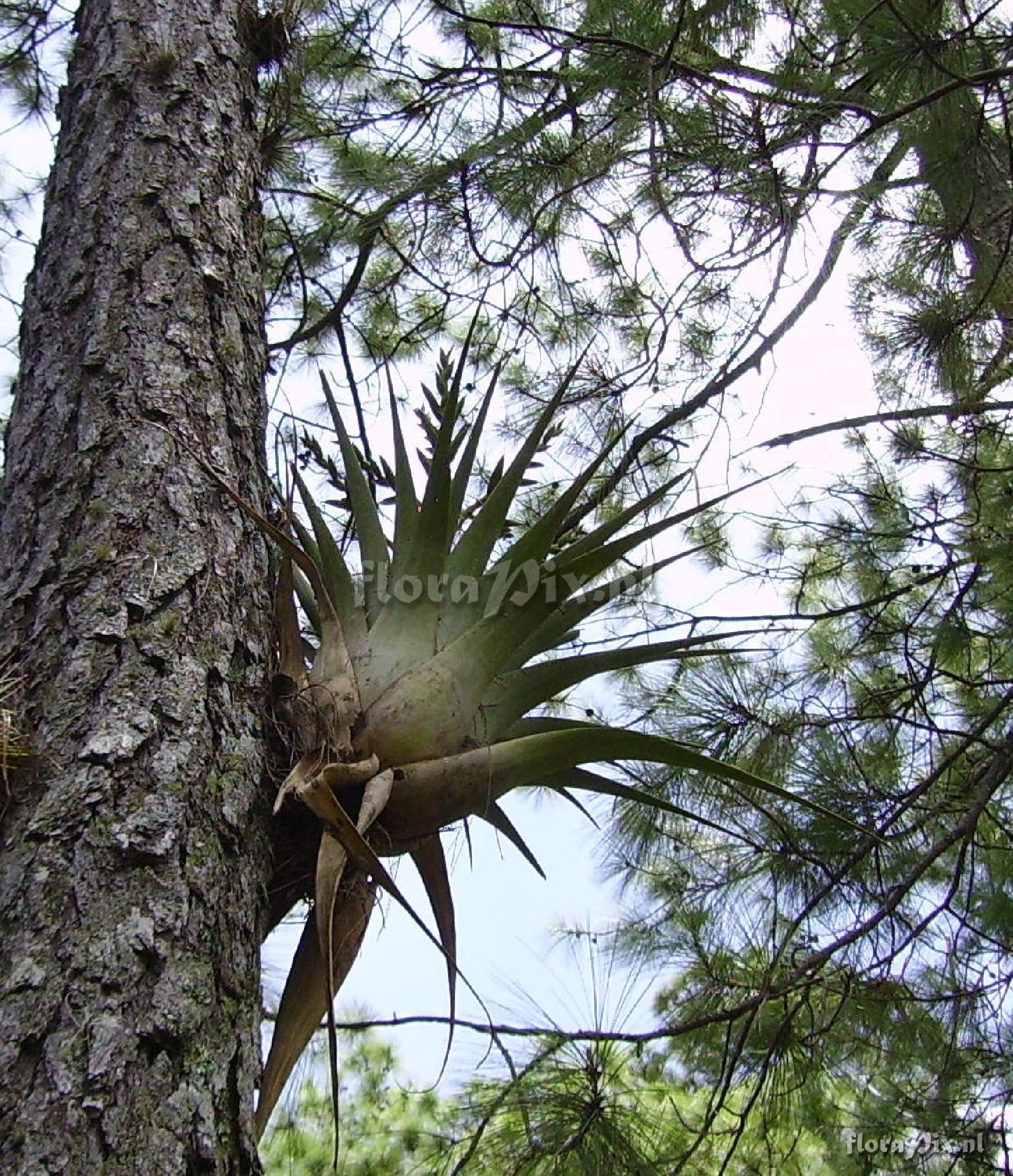 Tillandsia comitanensis