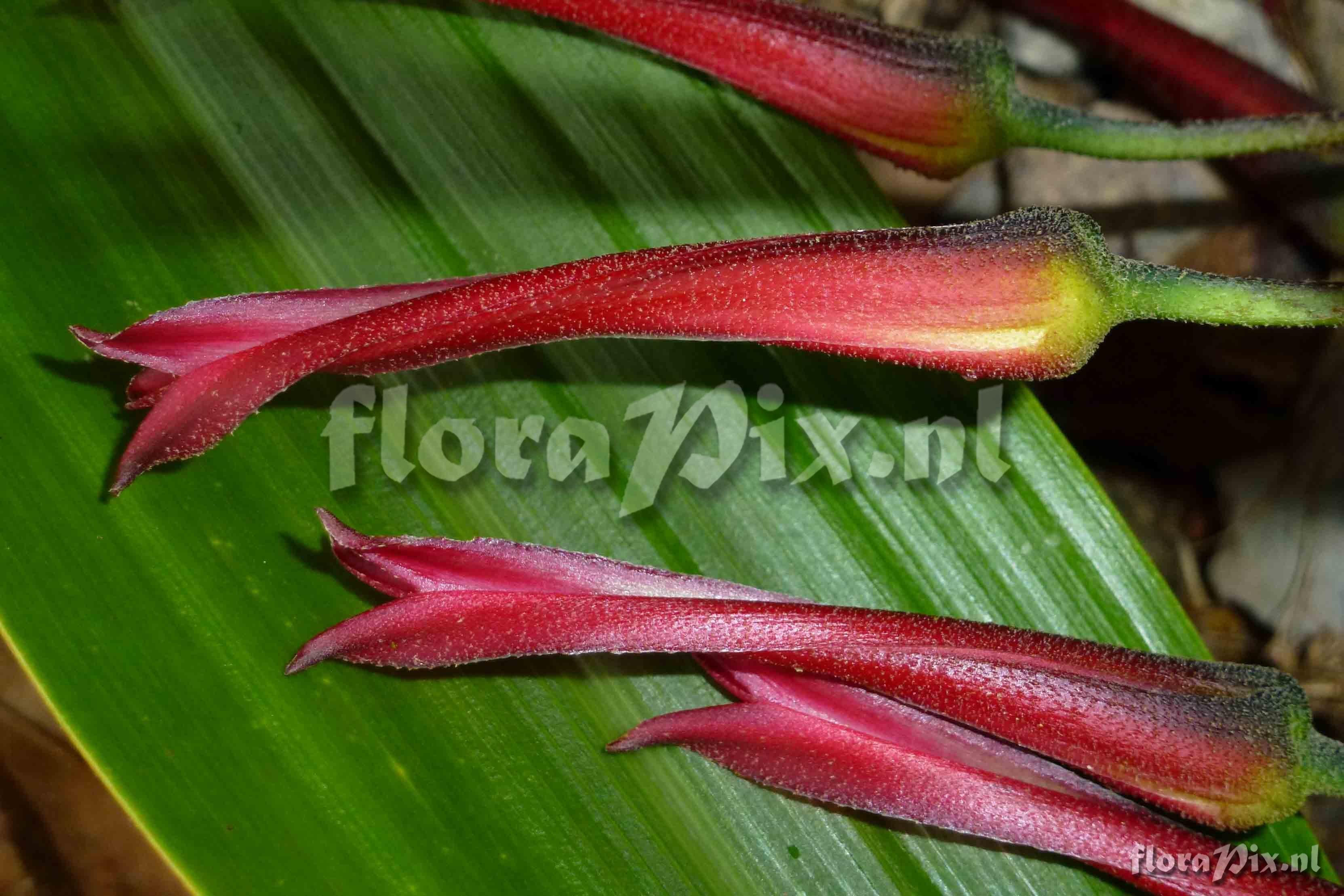 Pitcairnia sp?